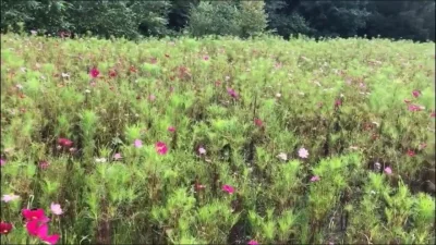 高细节污文看到你发湿